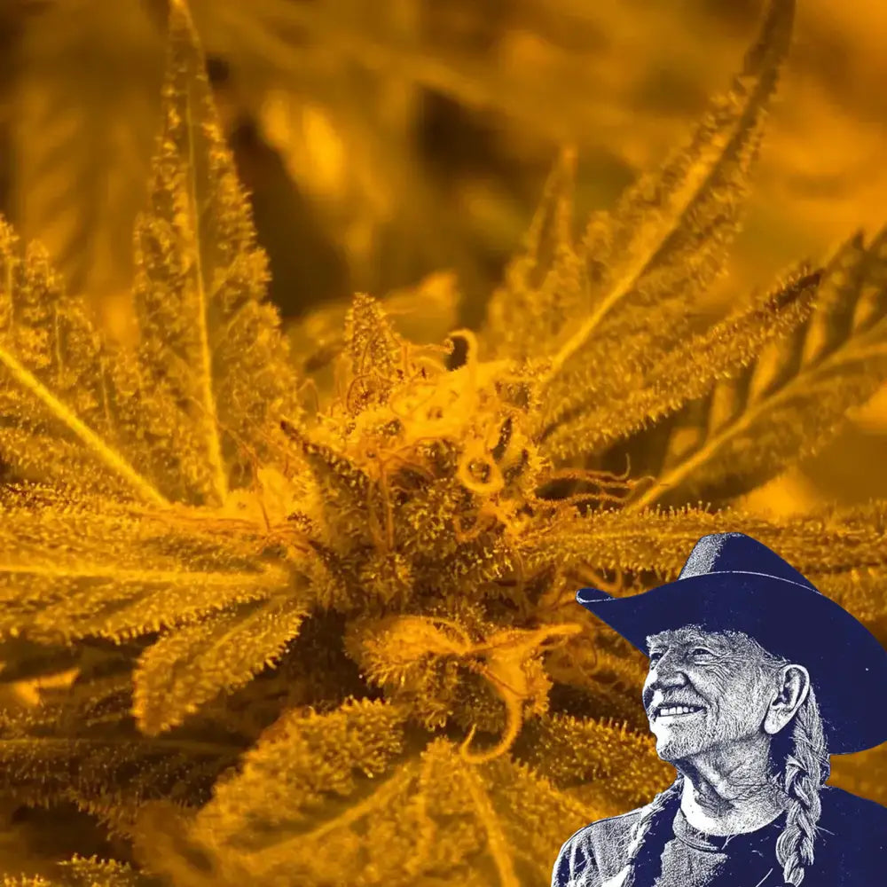 Blue Mystic Auto