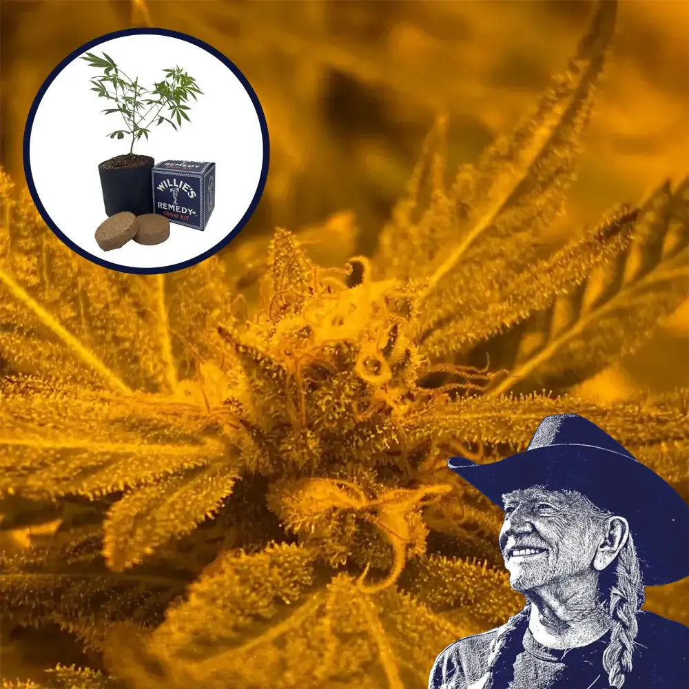 Blue Mystic Grow Kit