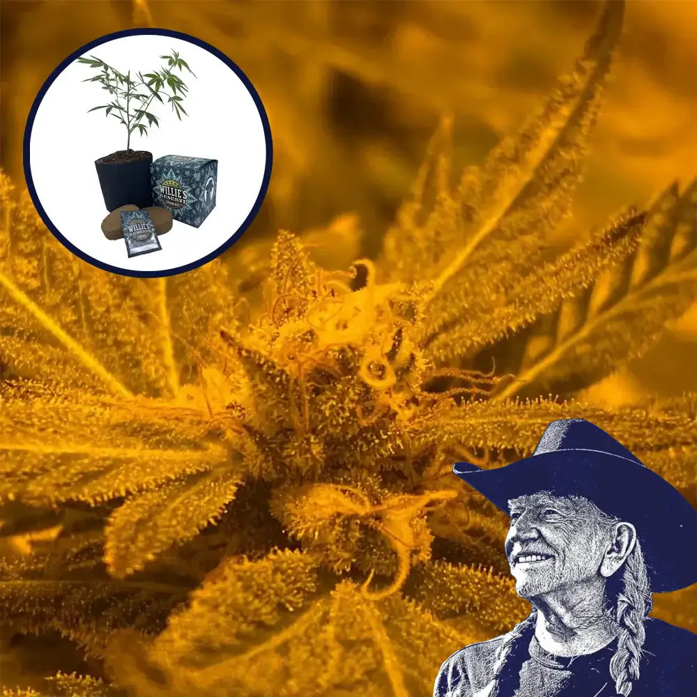 Blue Mystic High Yield Grow Kit