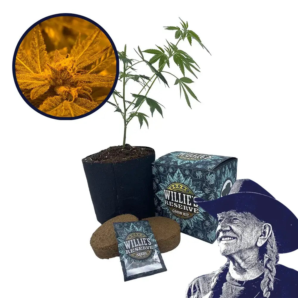 Blue Mystic Strain High Yield Grow Kit