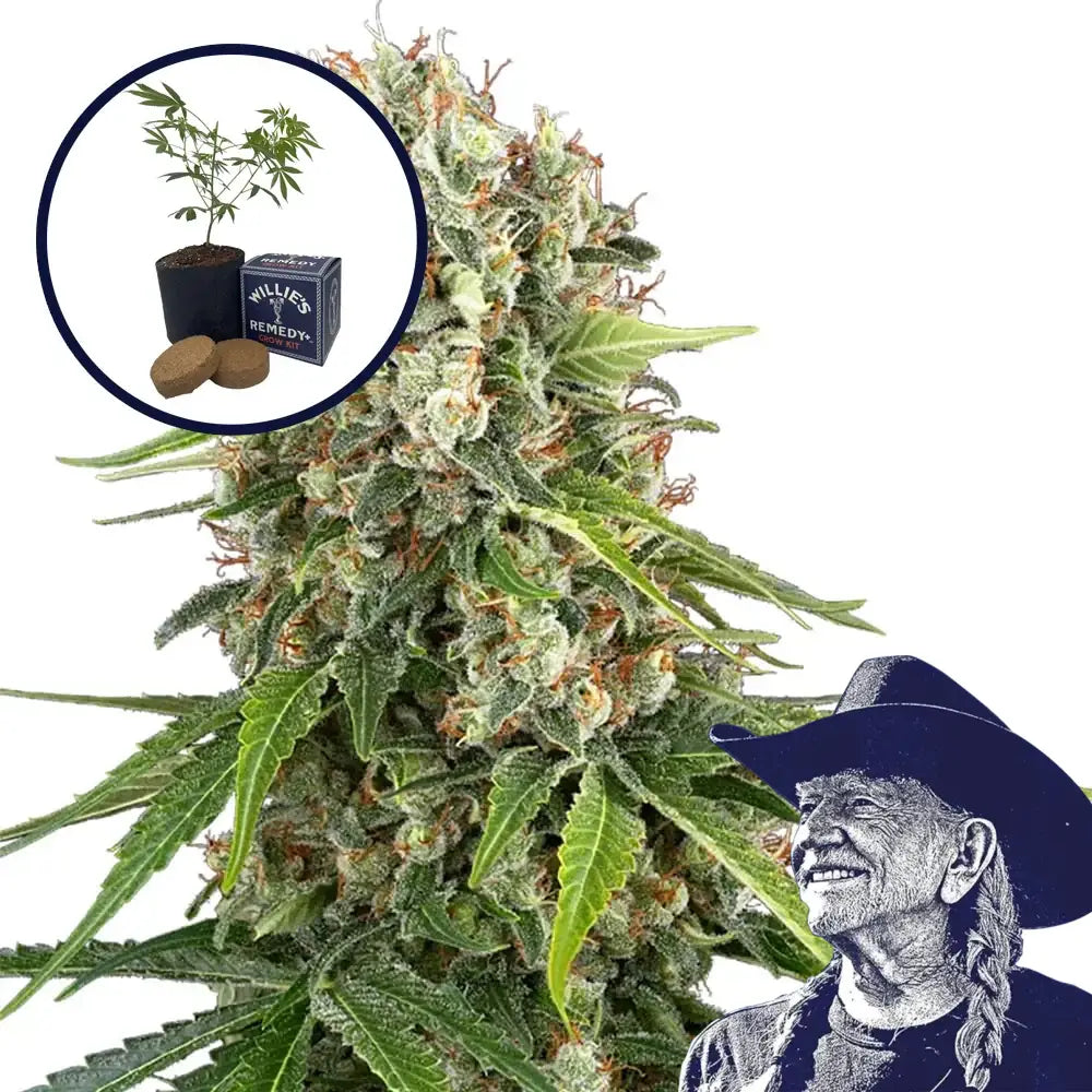 Blue Sunset Grow Kit