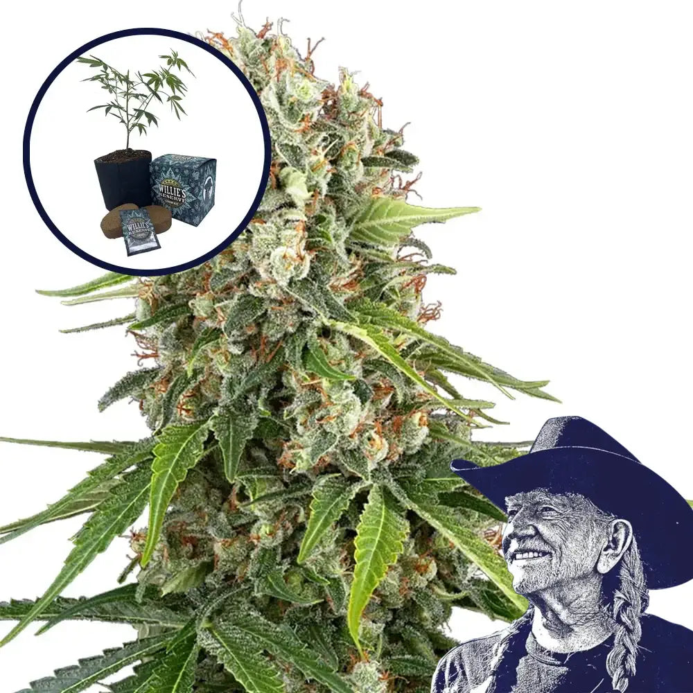 Blue Sunset High Yield Grow Kit