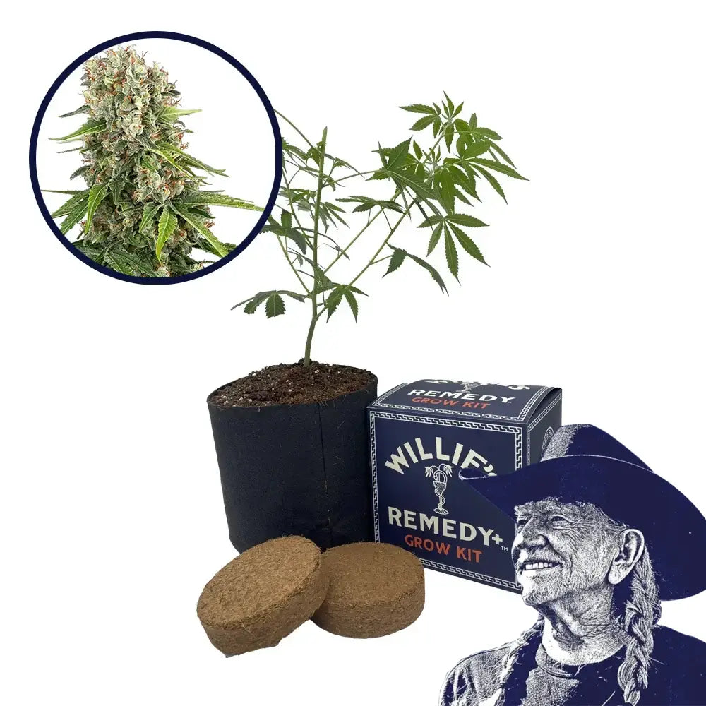 Blue Sunset Strain Grow Kit