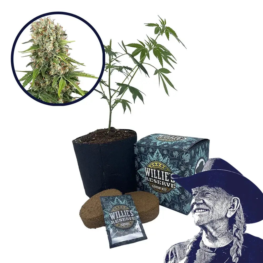 Blue Sunset Strain High Yield Grow Kit