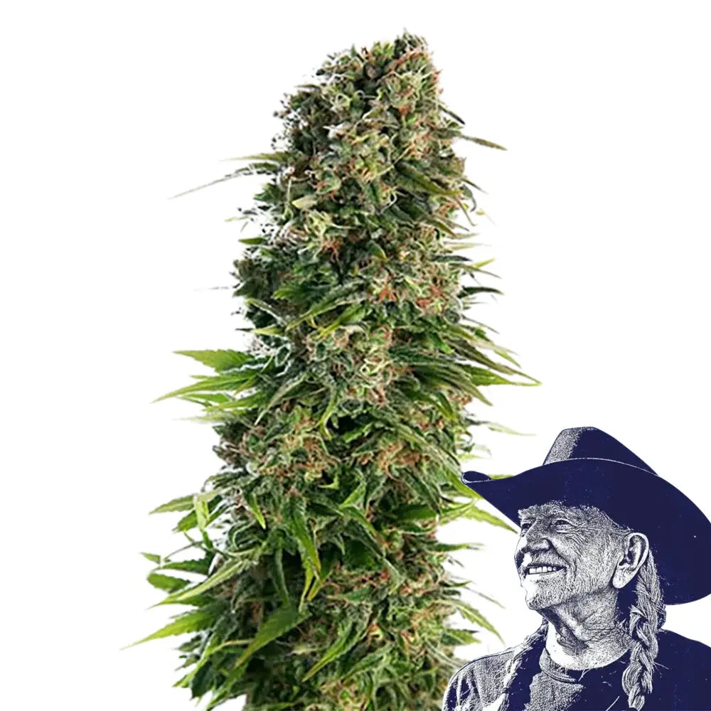 Blue Zkittlez Auto