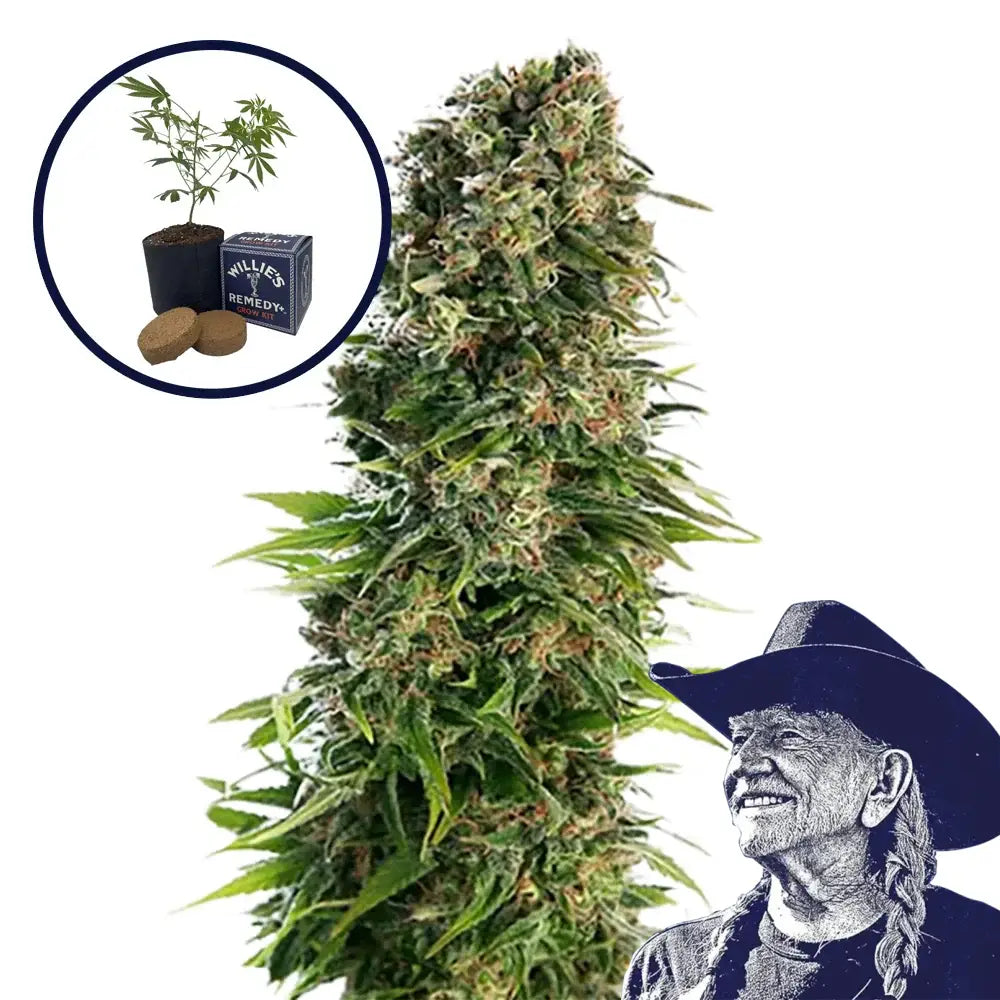 Blue Zkittlez Grow Kit
