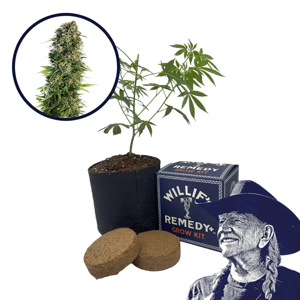 Blue Zkittlez Strain Grow Kit