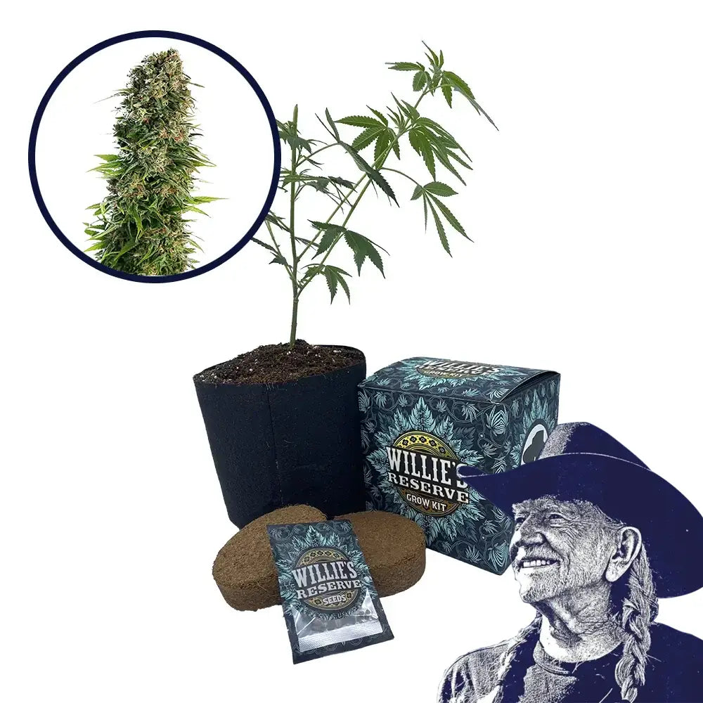 Blue Zkittlez Strain High Yield Grow Kit