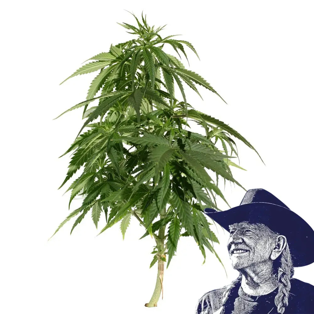 Blueberry Auto