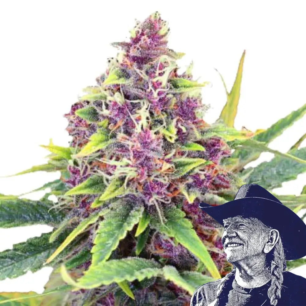 Blueberry Kush