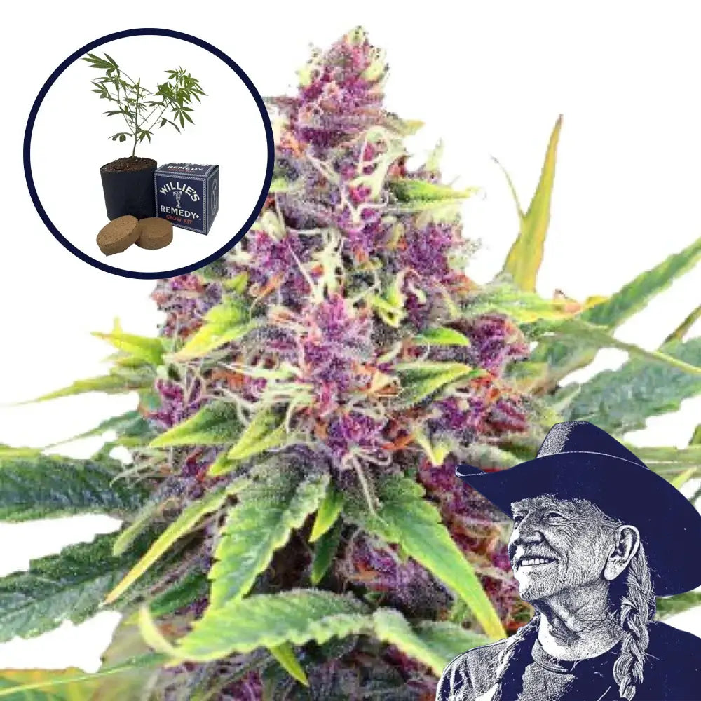 Blueberry Kush Grow Kit