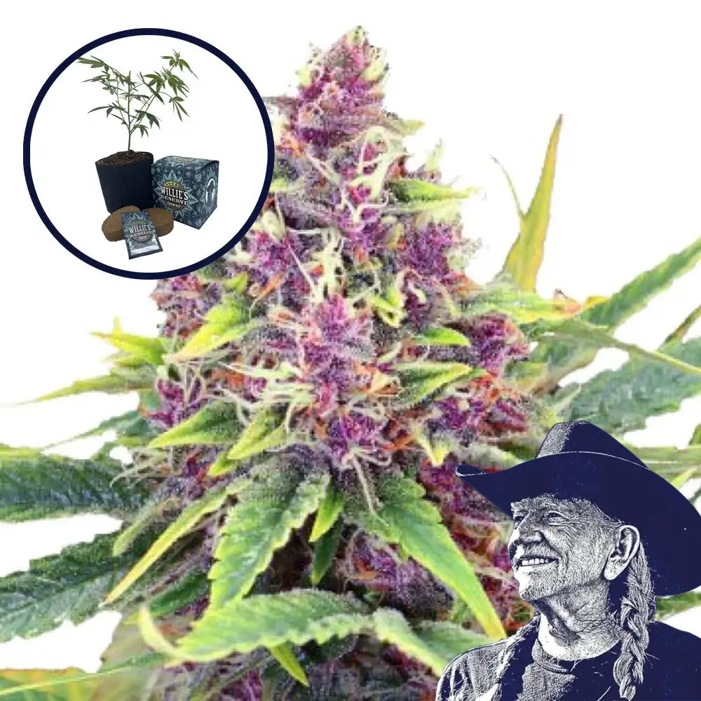 Blueberry Kush High Yield Grow Kit