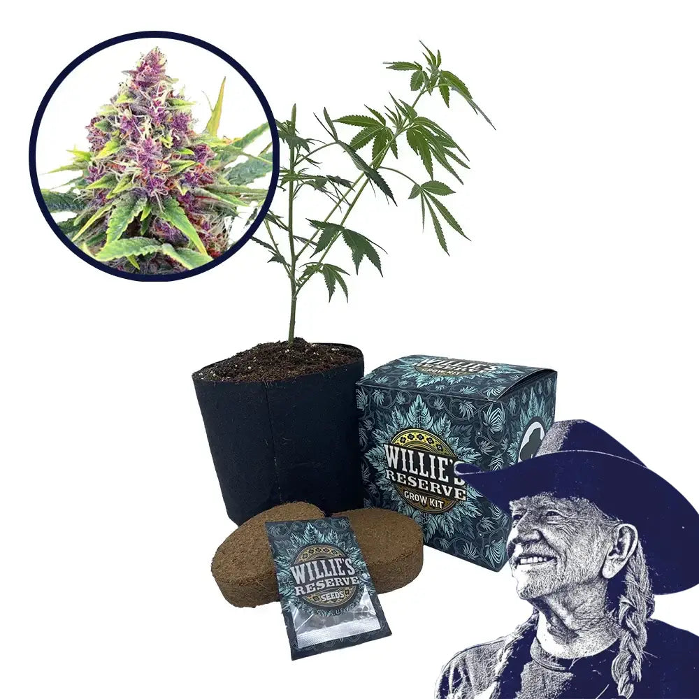 Blueberry Kush Strain High Yield Grow Kit