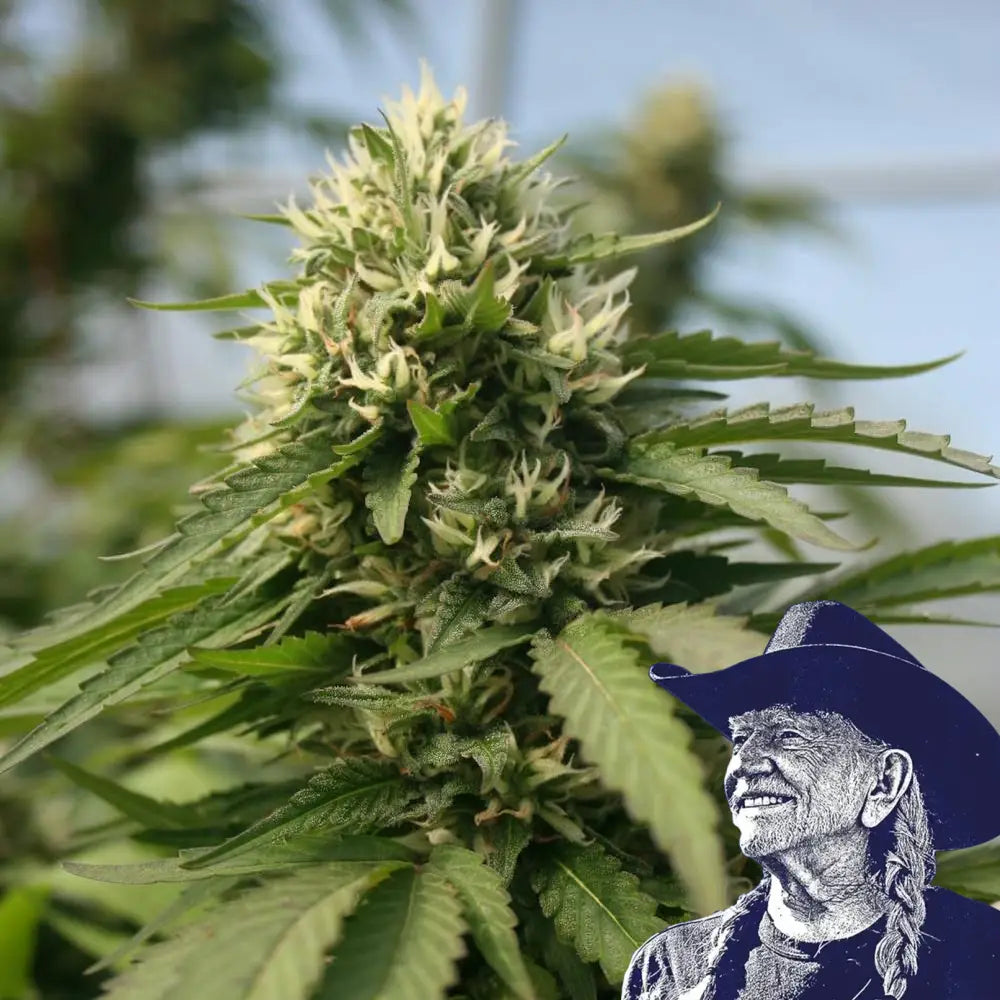 Blueberry Kush x Blackberry Kush Platinum Line