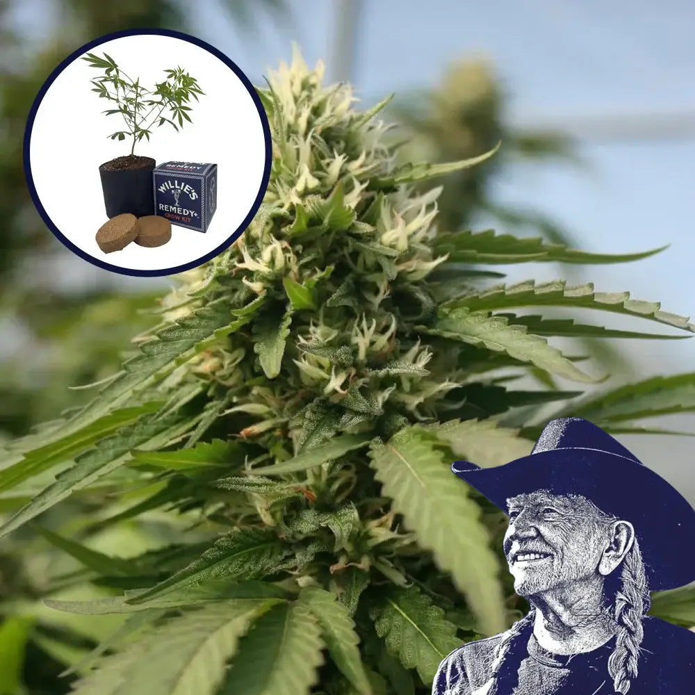 Blueberry Kush x Blackberry Kush Platinum Line Grow Kit
