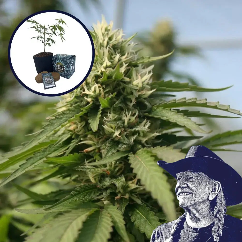 Blueberry Kush x Blackberry Kush Platinum Line High Yield Grow Kit