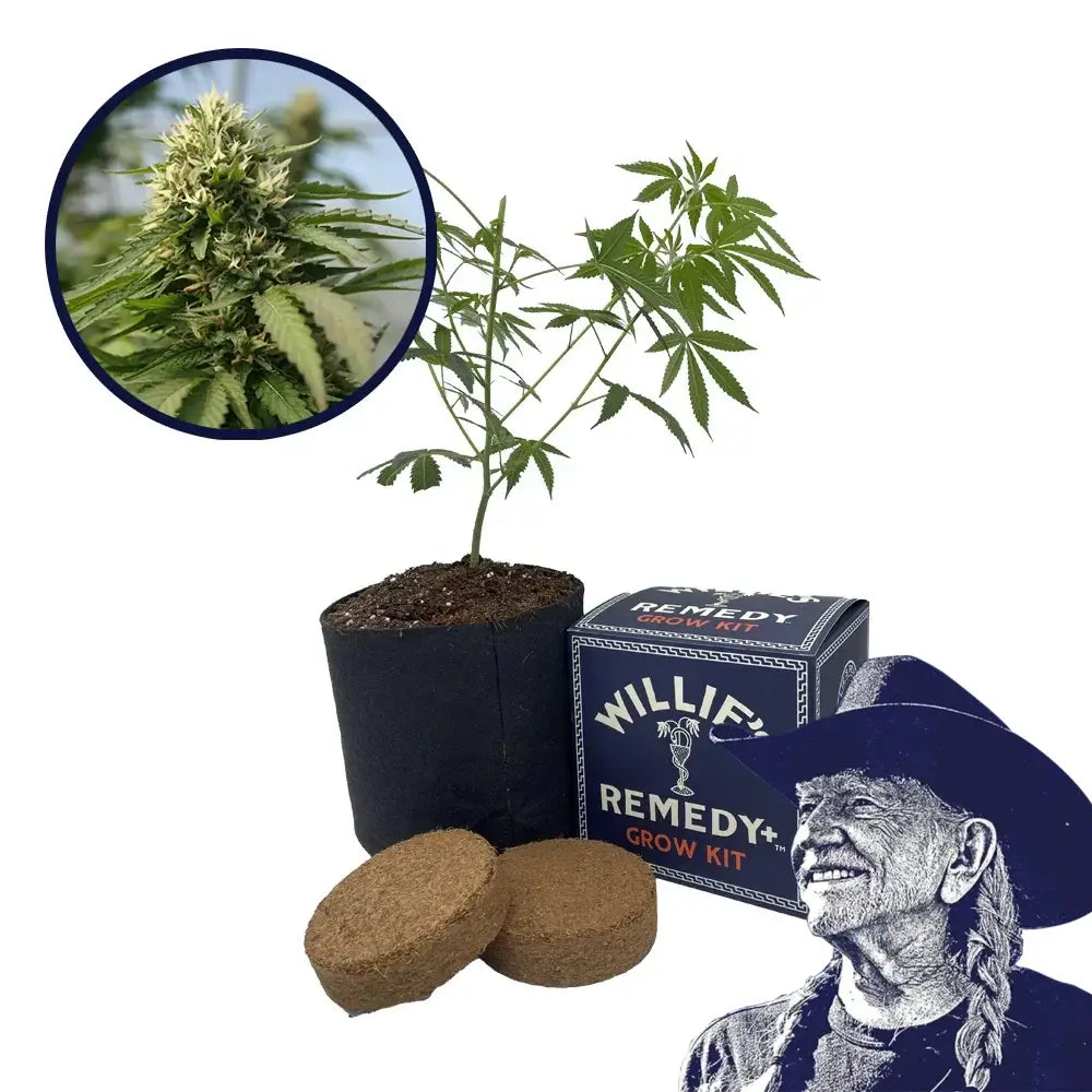Blueberry Kush x Blackberry Kush Platinum Line Strain Grow Kit