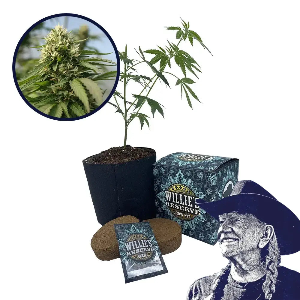 Blueberry Kush x Blackberry Kush Platinum Line Strain High Yield Grow Kit