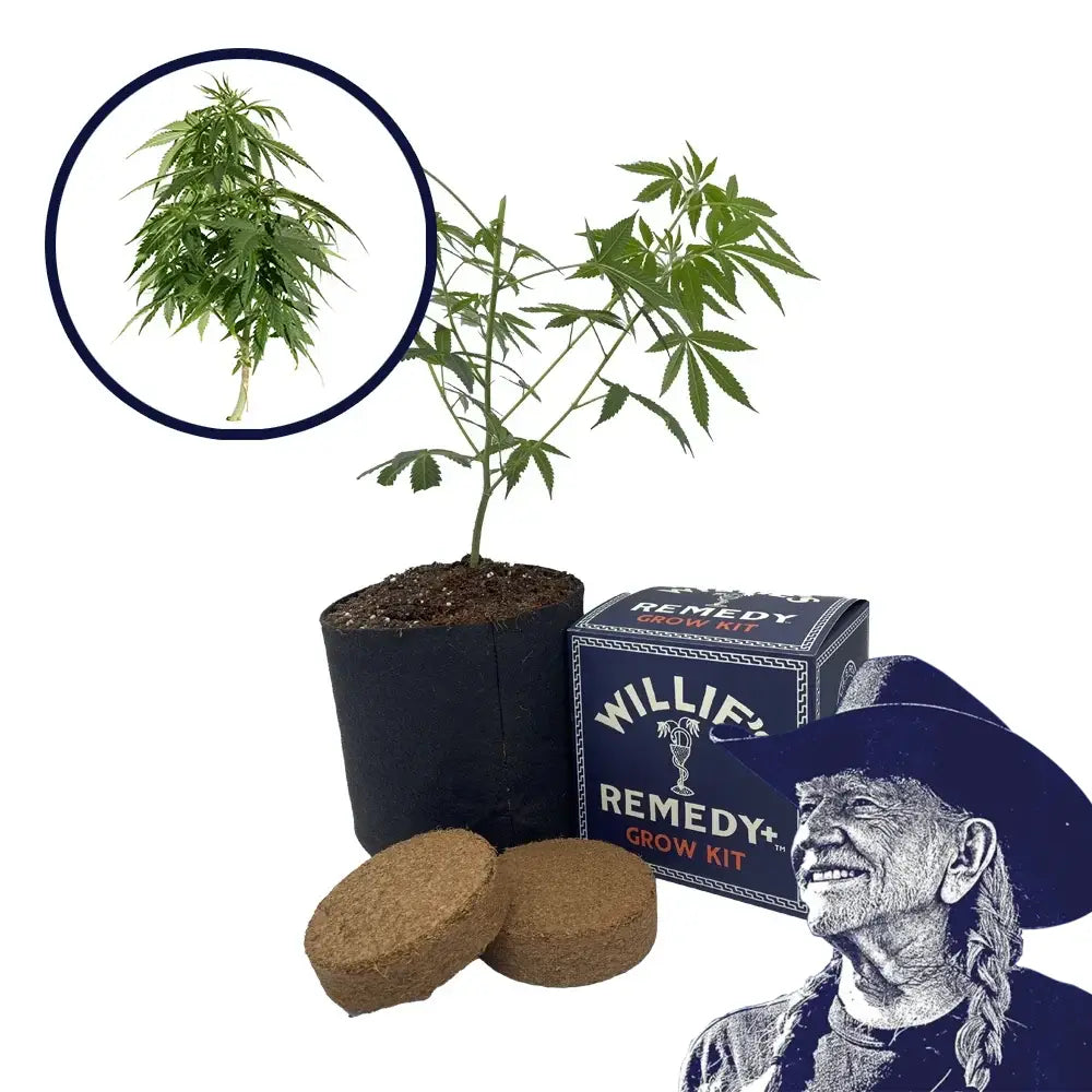 Blueberry Strain Grow Kit