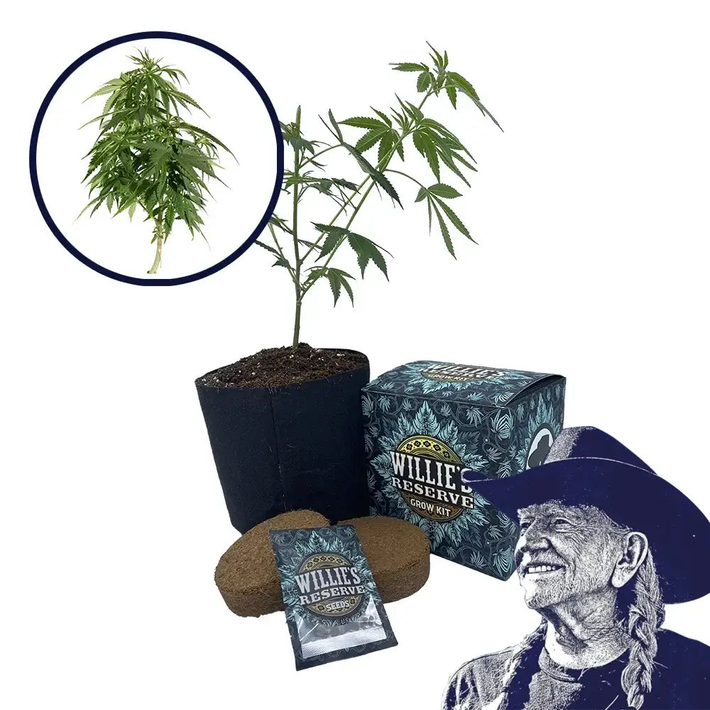 Blueberry Strain High Yield Grow Kit