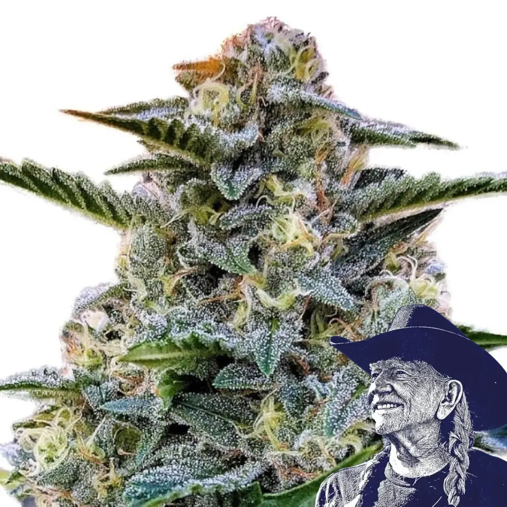 Bruce Banner Auto