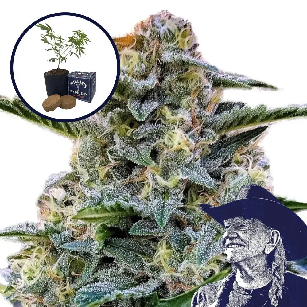 Bruce Banner Grow Kit