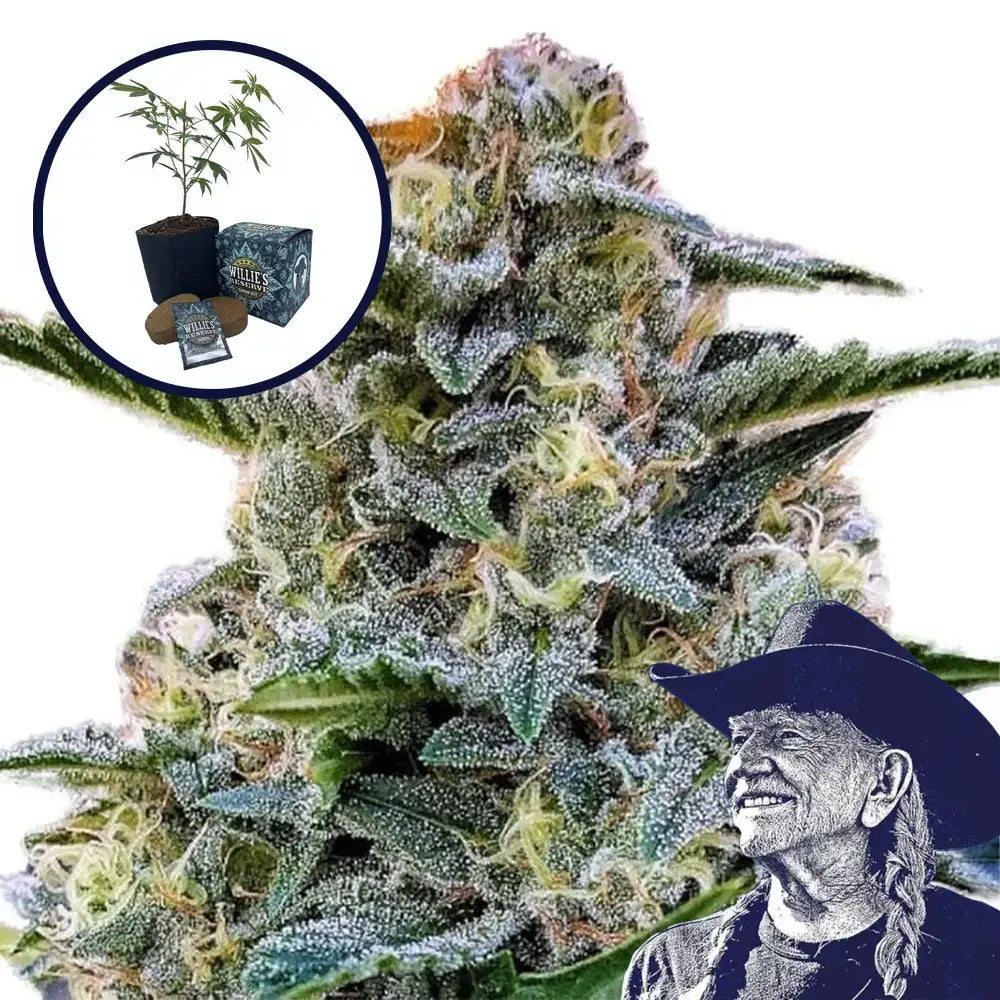 Bruce Banner High Yield Grow Kit