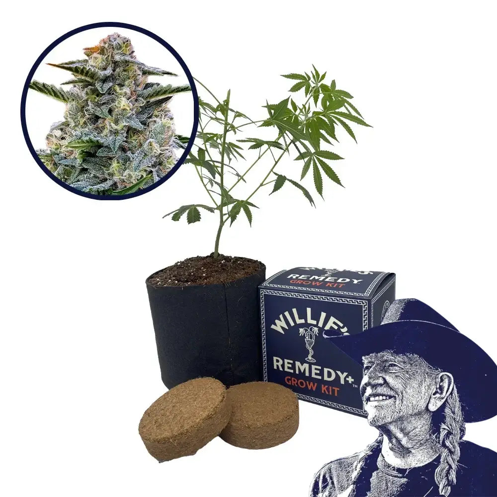 Bruce Banner Strain Grow Kit