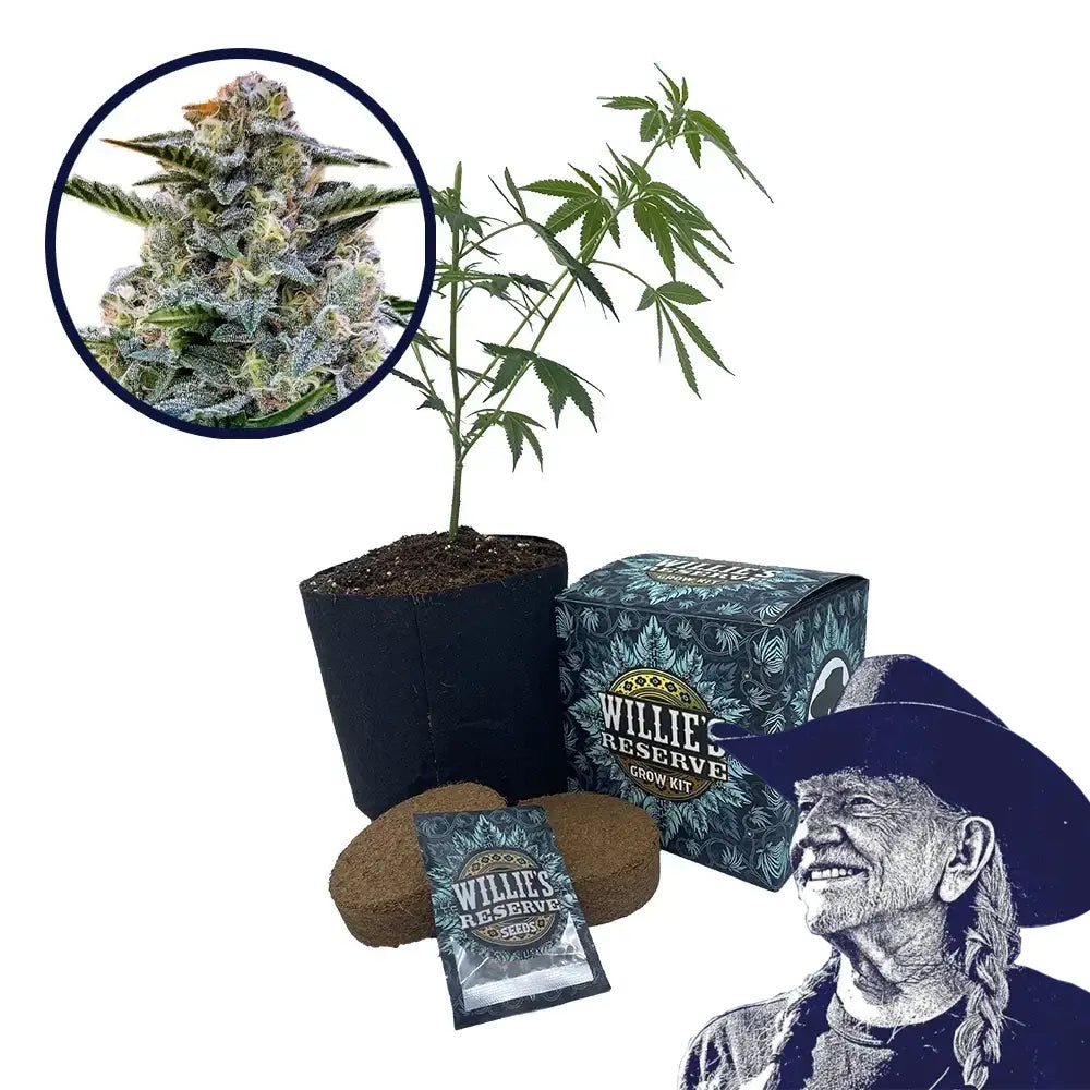 Bruce Banner Strain High Yield Grow Kit