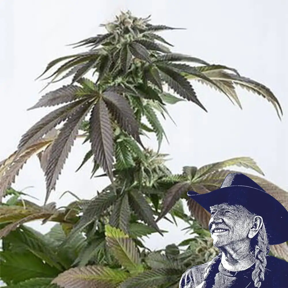 Bubba Kush Auto