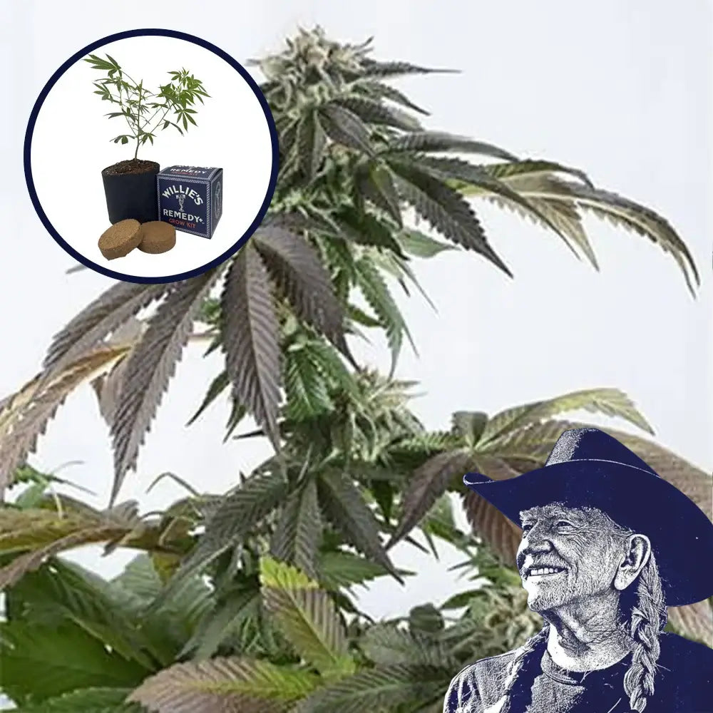 Bubba Kush Grow Kit