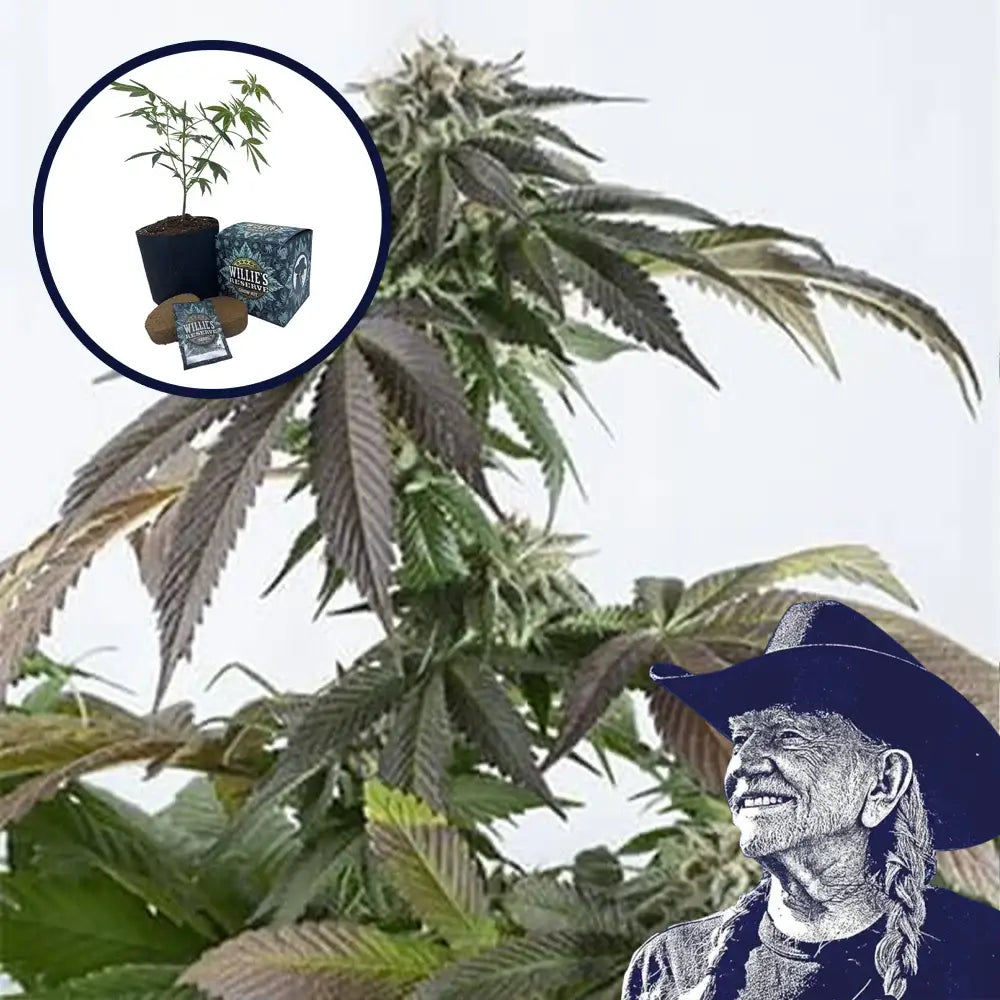 Bubba Kush High Yield Grow Kit