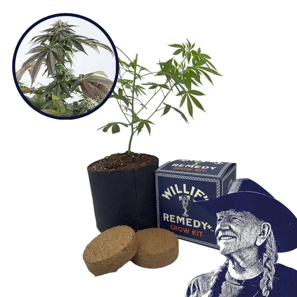 Bubba Kush Strain Grow Kit