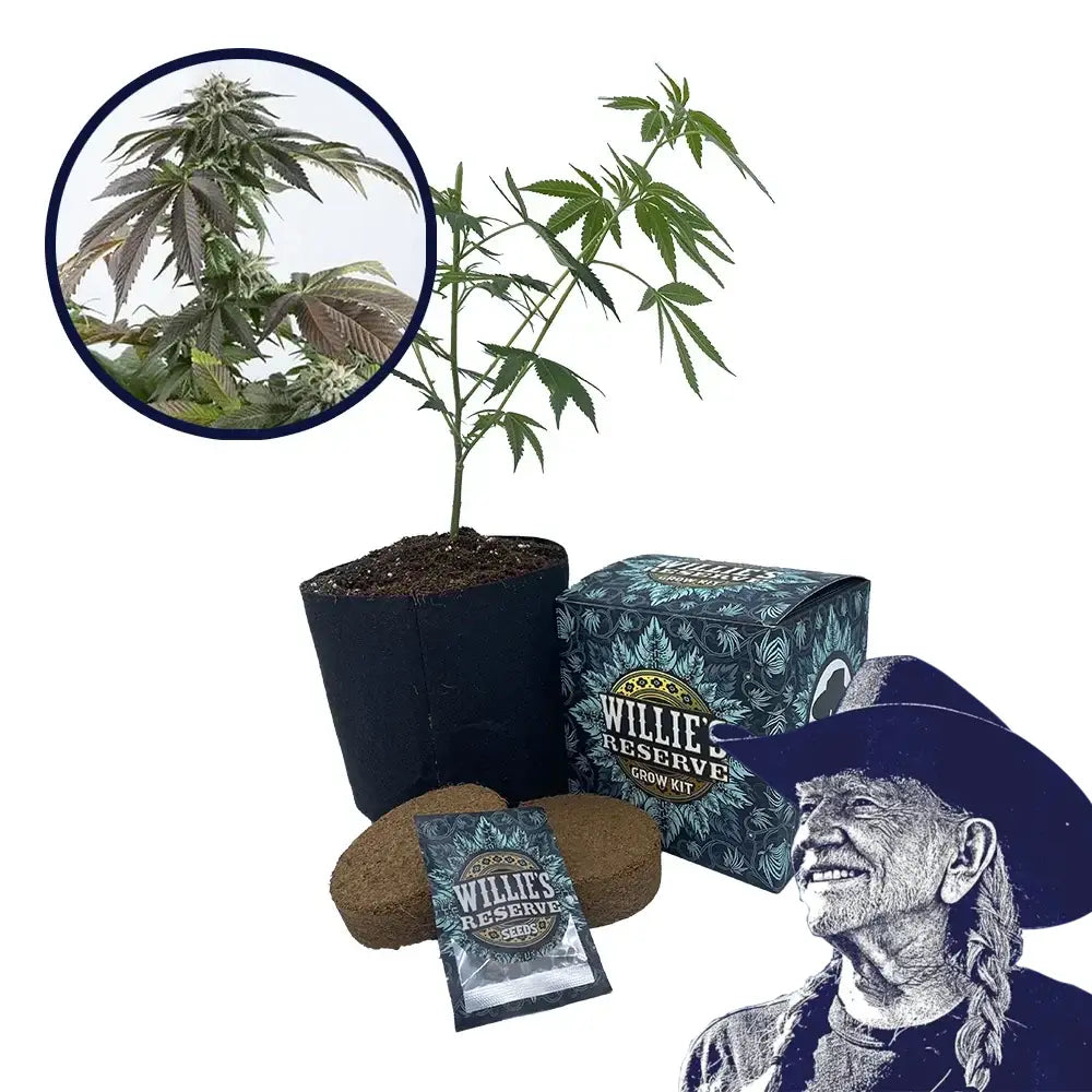 Bubba Kush Strain High Yield Grow Kit