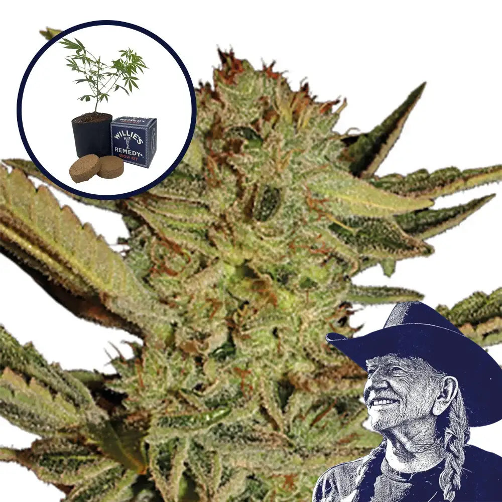 Bubble Gum Grow Kit