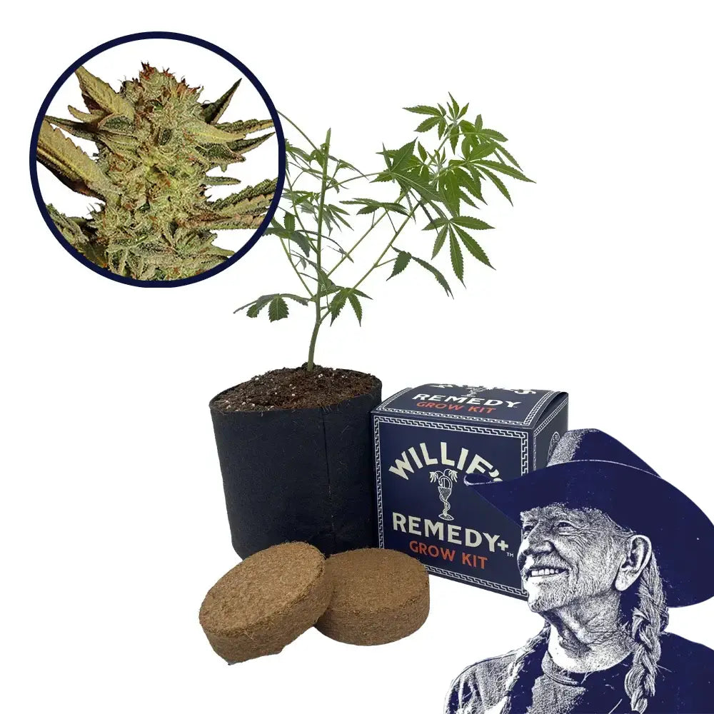 Bubble Gum Strain Grow Kit