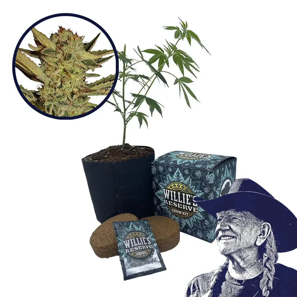 Bubble Gum Strain High Yield Grow Kit
