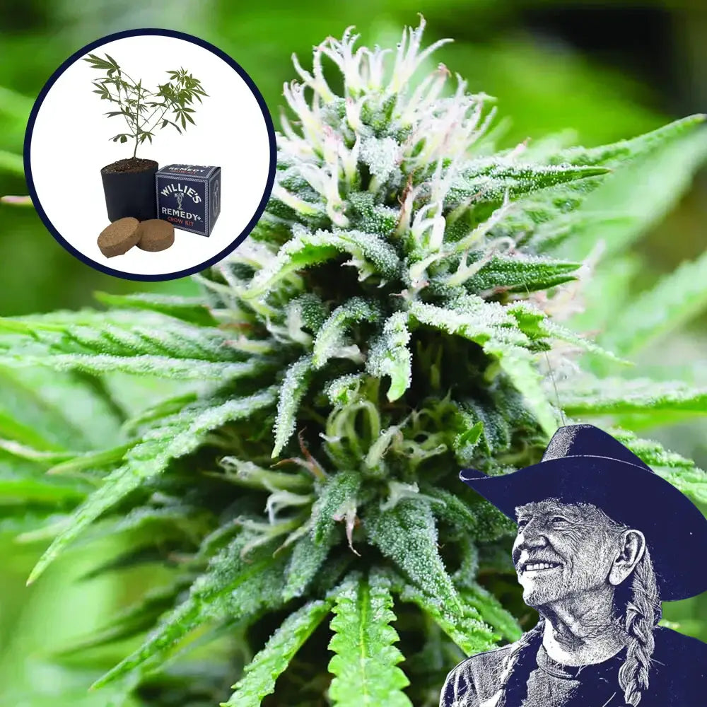 Candyland Grow Kit