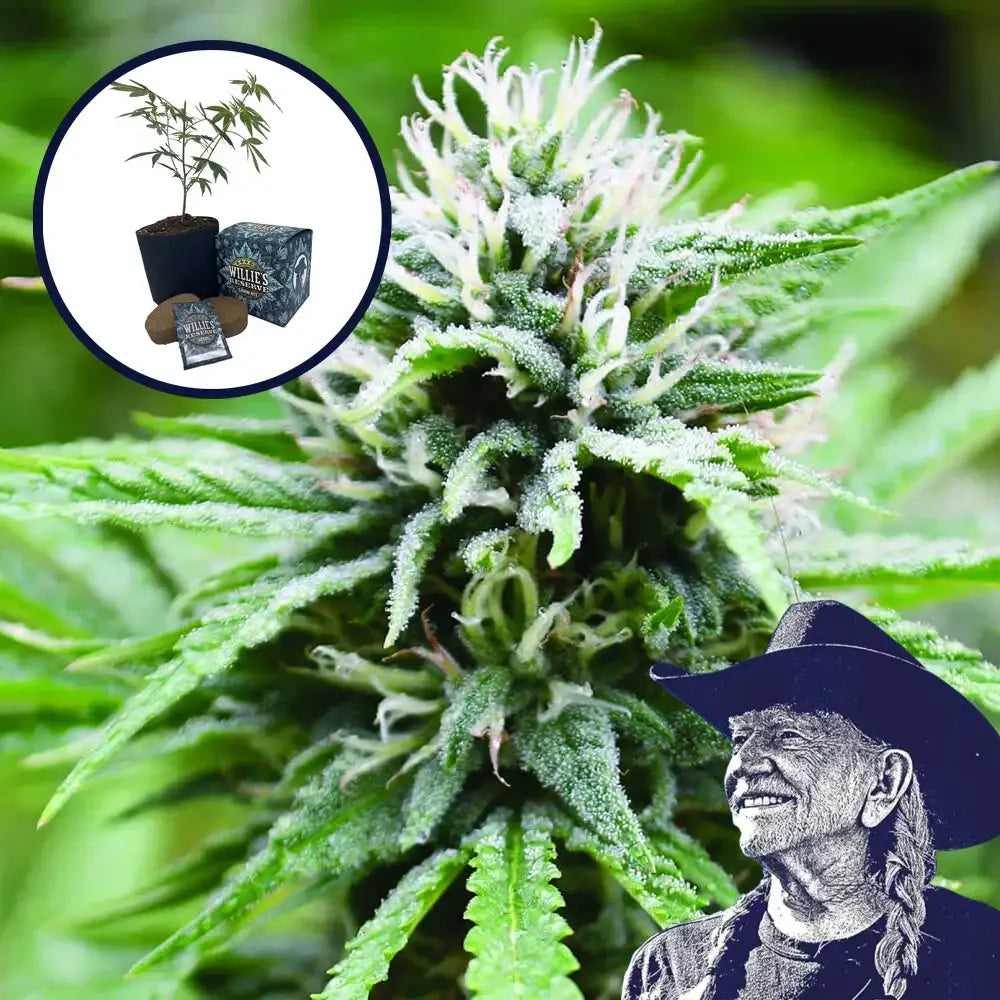 Candyland High Yield Grow Kit