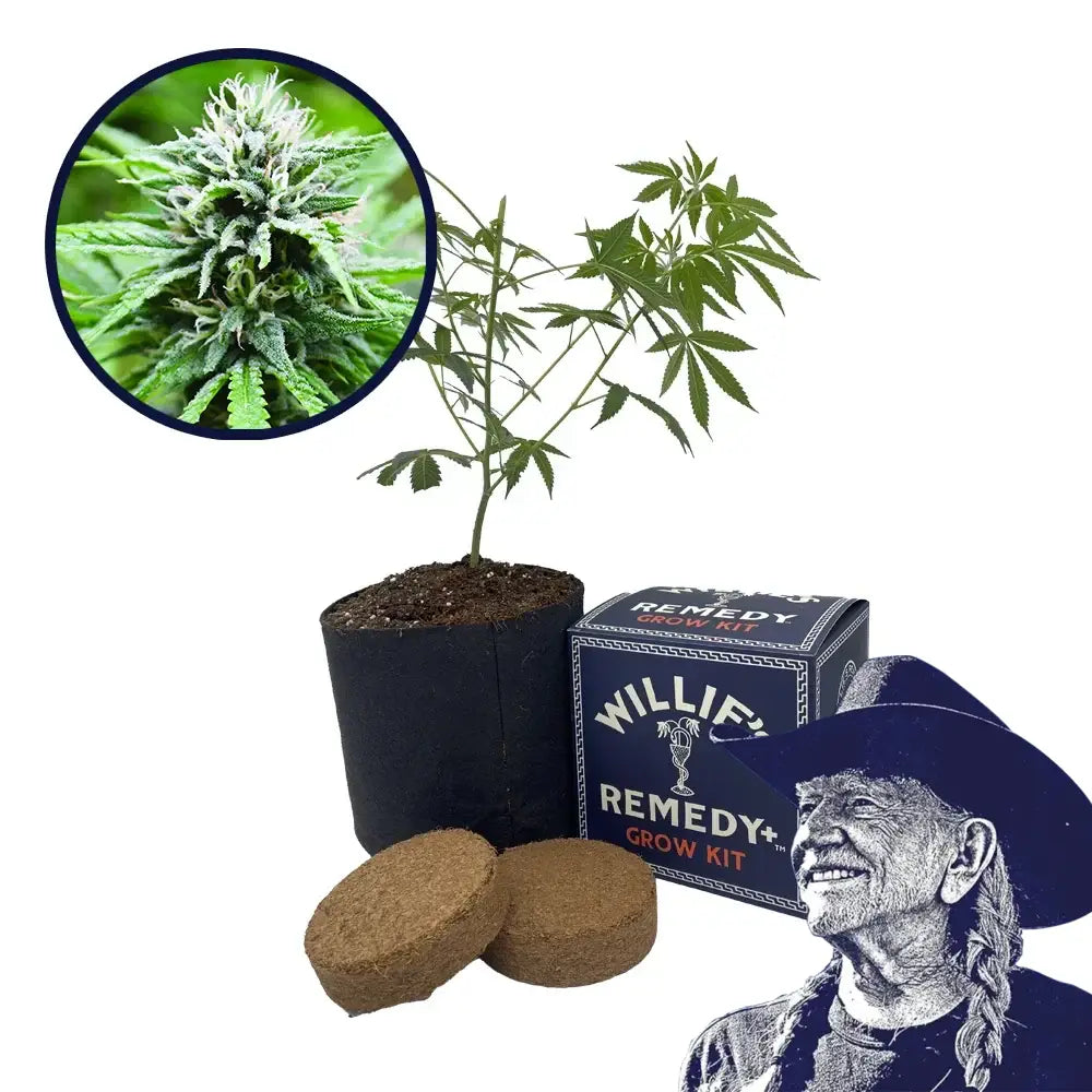 Candyland Strain Grow Kit