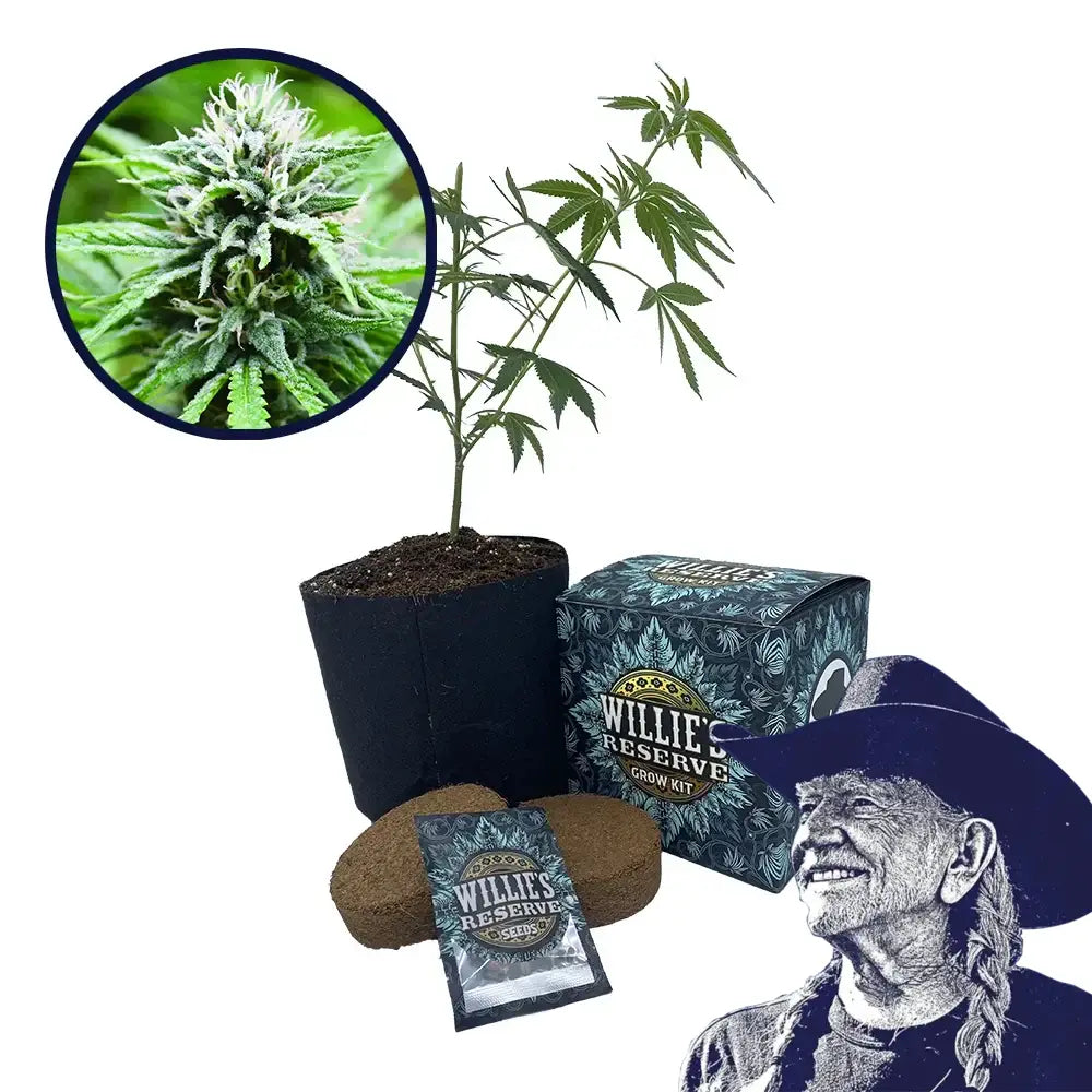 Candyland Strain High Yield Grow Kit