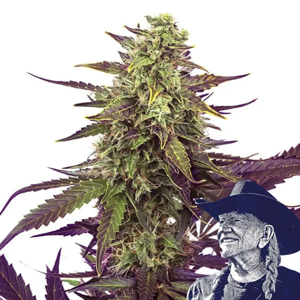 Cereal Milk Auto