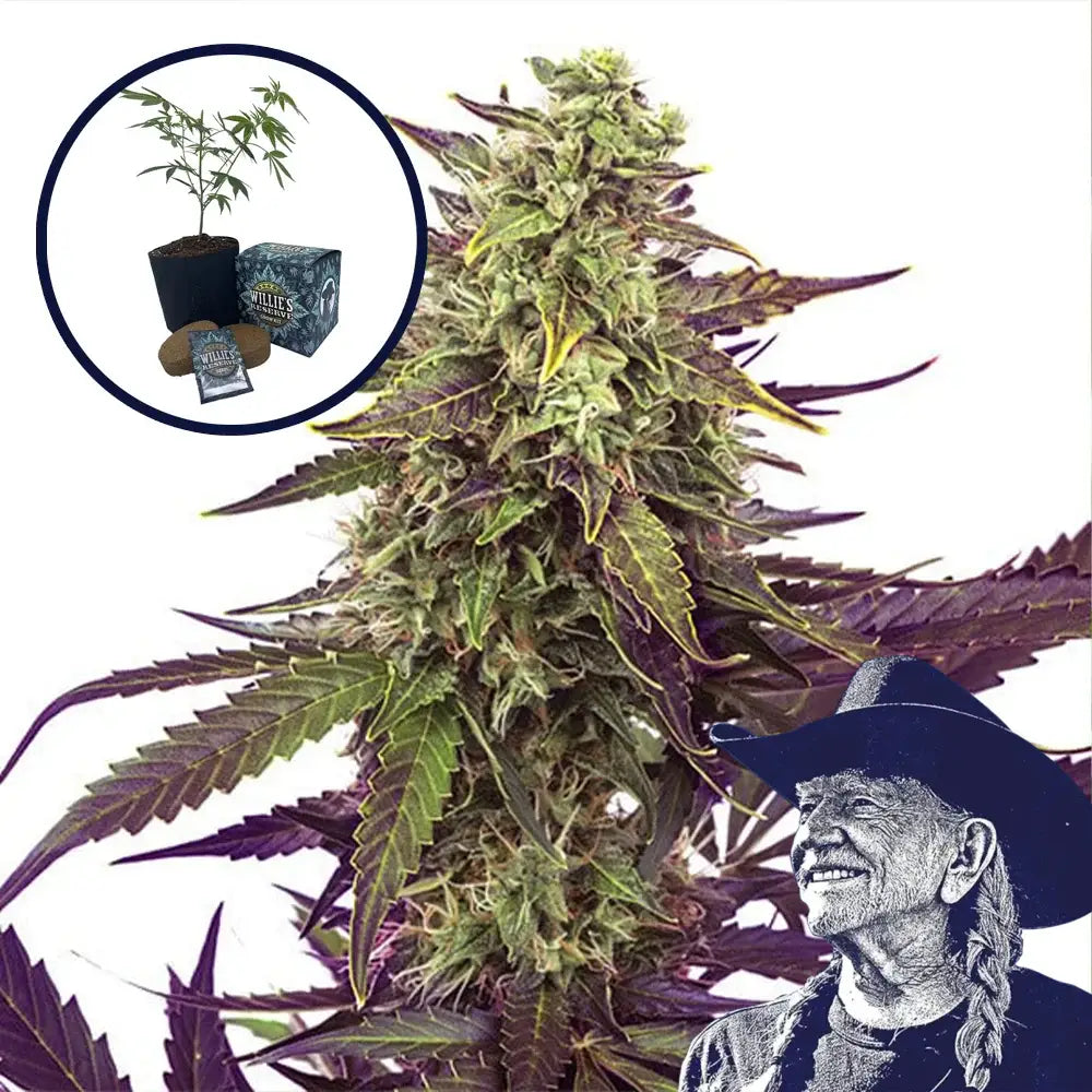 Cereal Milk High Yield Grow Kit