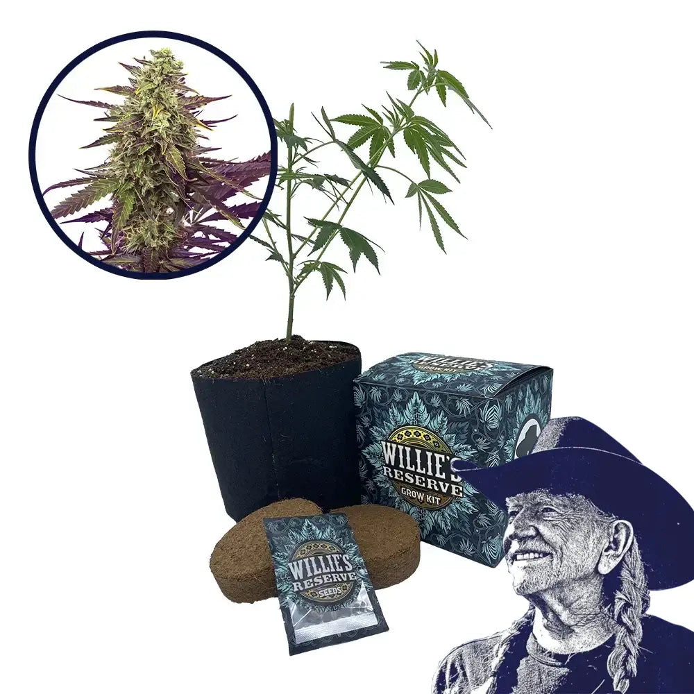 Cereal Milk Strain High Yield Grow Kit