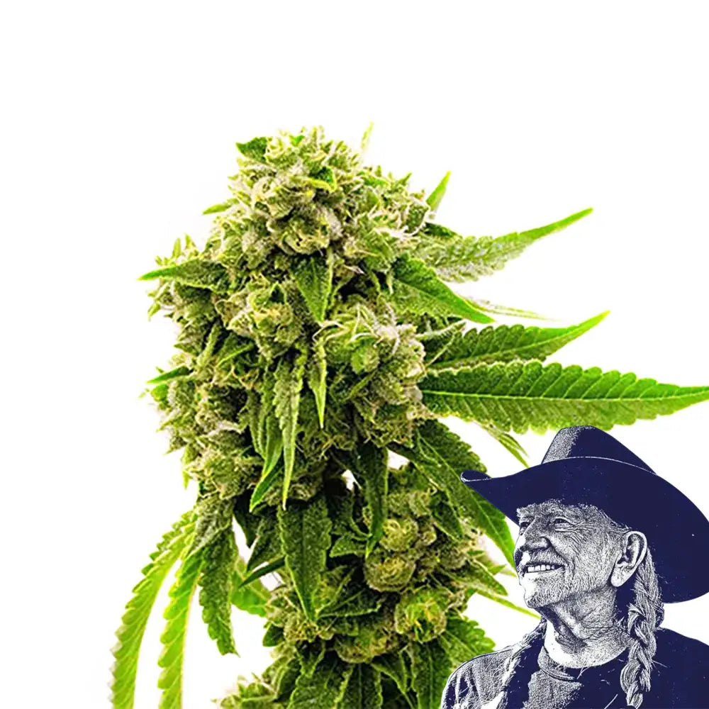 Cheese Auto