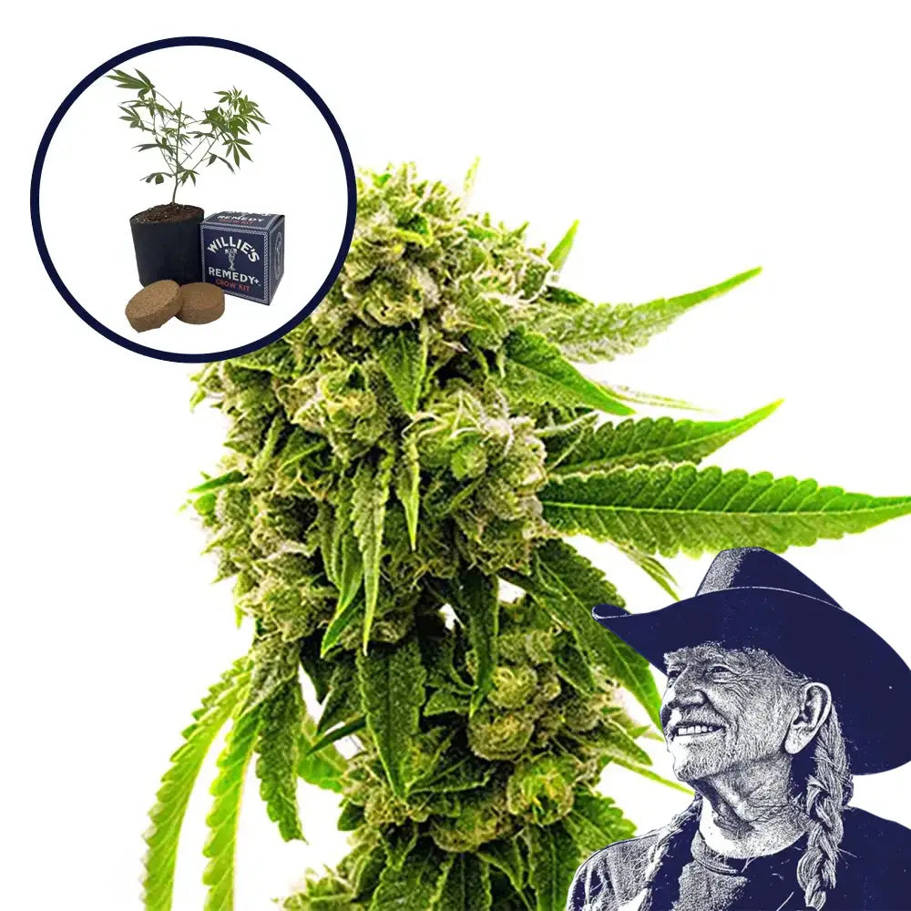 Cheese Grow Kit
