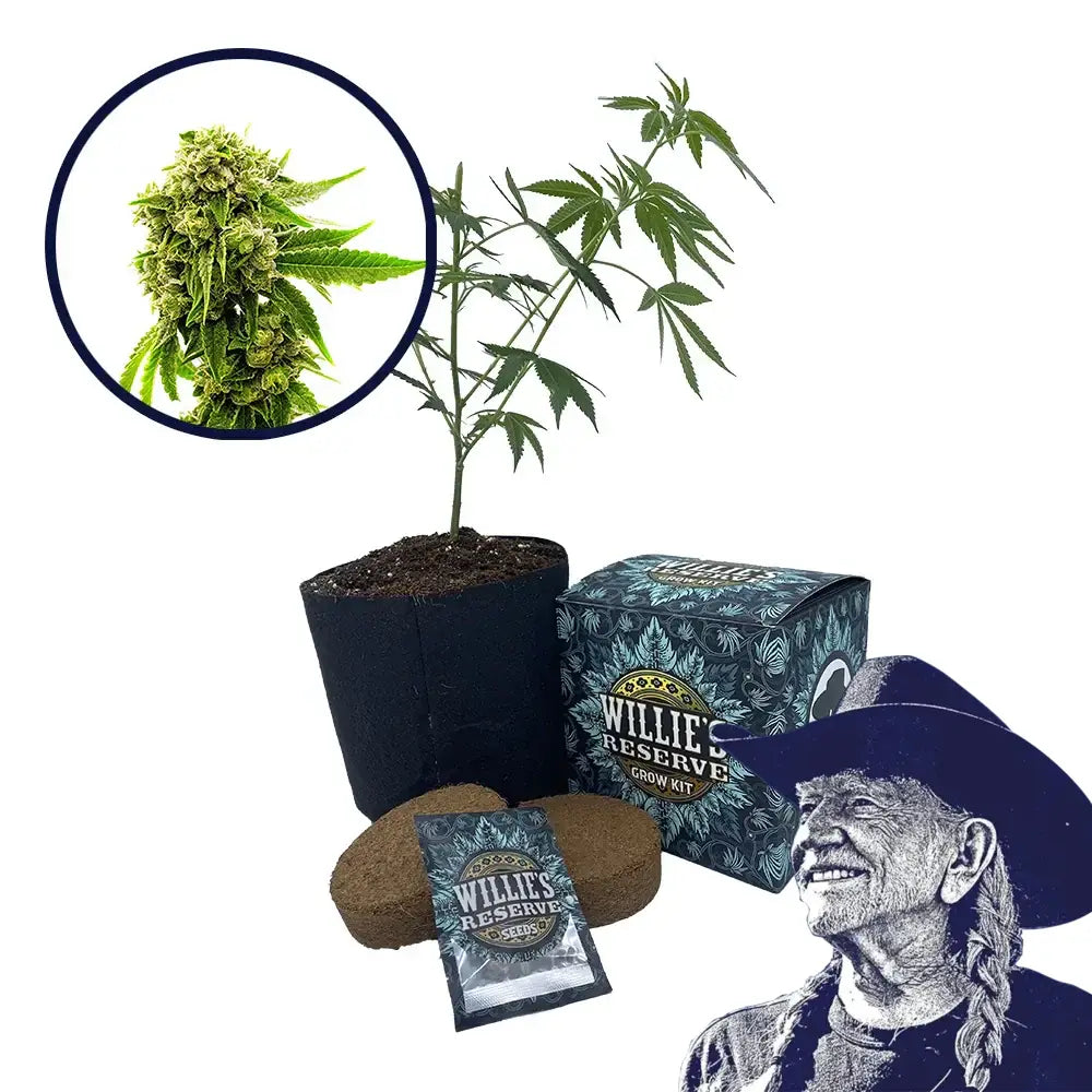 Cheese Strain High Yield Grow Kit