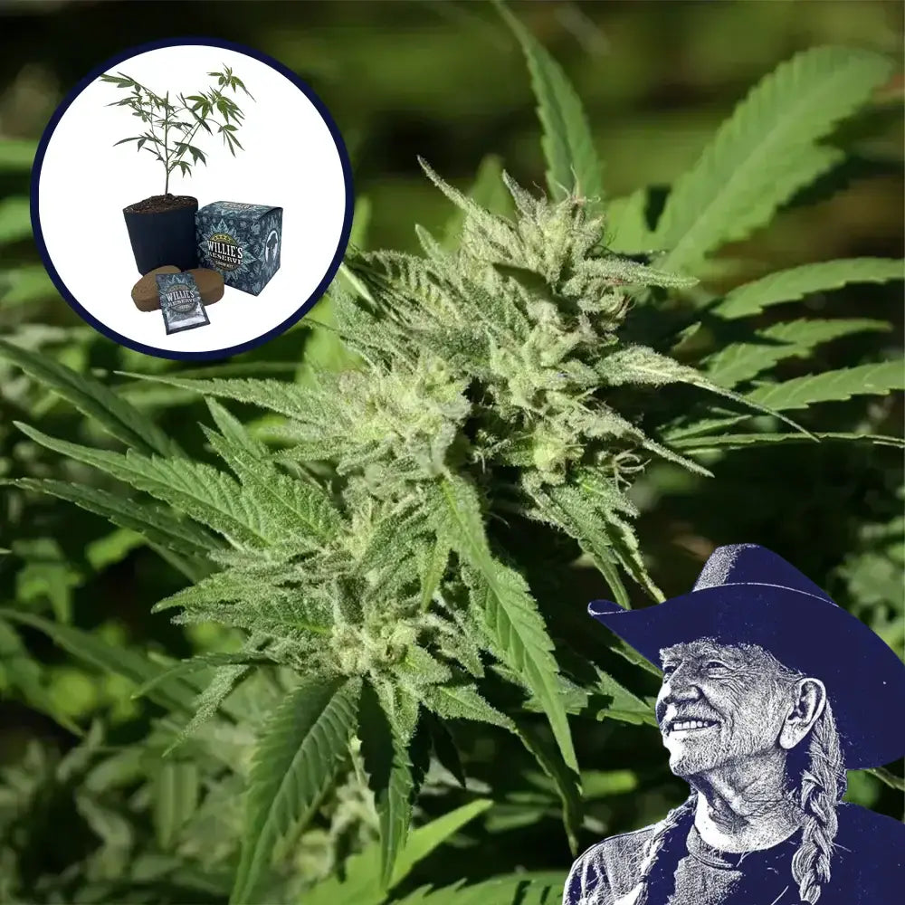 Chemdawg #4 High Yield Grow Kit