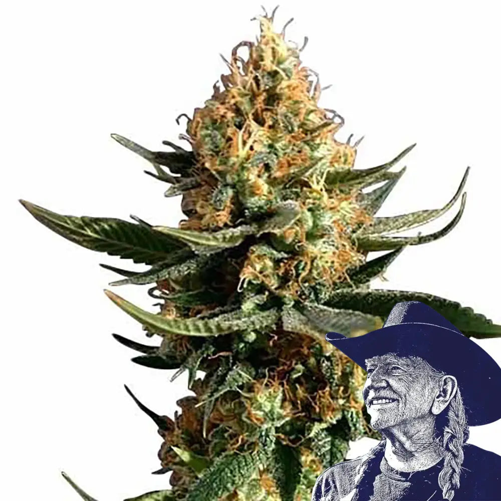 Chemdawg 91 Auto