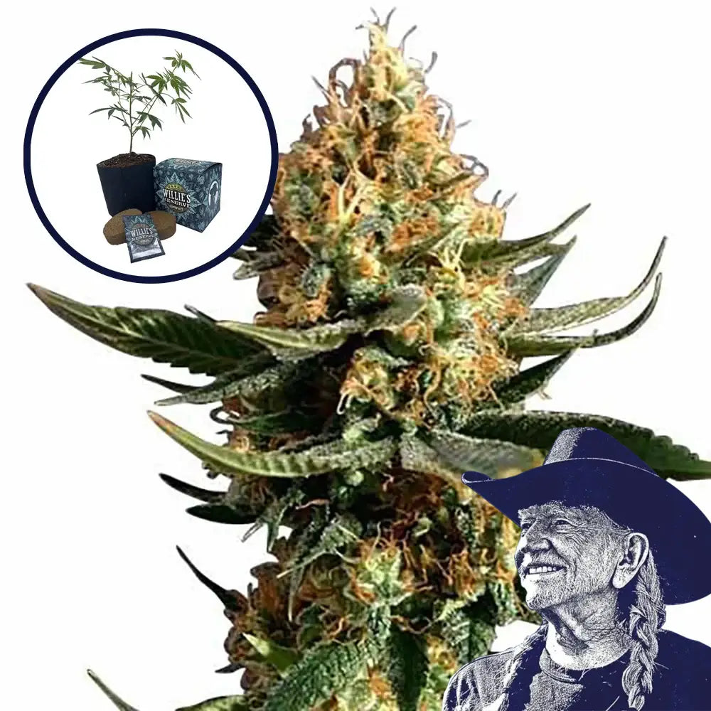 Chemdawg 91 High Yield Grow Kit